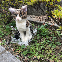 羊毛フェルト　猫　オーダーメイド受付　キジシロ　茶トラ　三毛猫　等 15枚目の画像