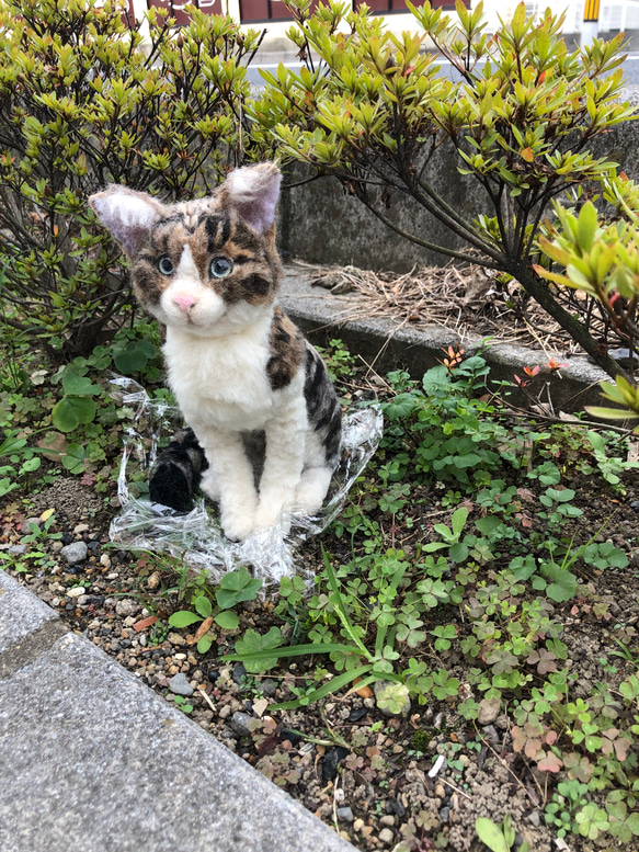 羊毛フェルト　猫　オーダーメイド受付　キジシロ　茶トラ　三毛猫　等 15枚目の画像