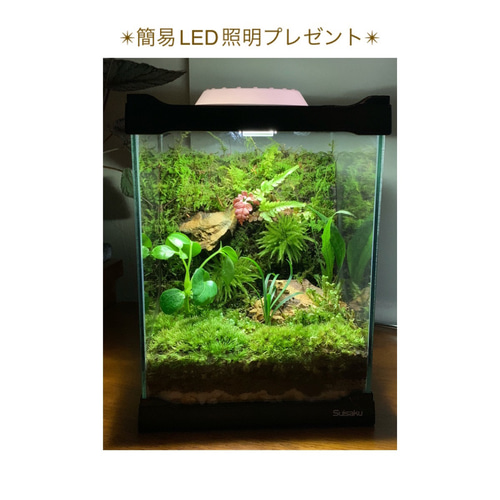 No.90 カエルリウム　イモリウム　テラリウム　苔テラリウム　苔アート No.243 苔アート 苔テラリウム イモリウム カエルリウム 完成品