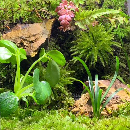 48 イモリウム カエルリウム 苔アート 苔テラリウム 【1点限り