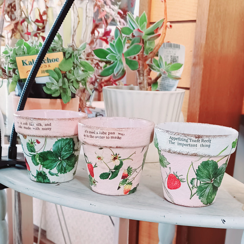 イチゴ リメイク鉢2,5号 3個セット 多肉植物 taniku-maruko イチゴ リメイク鉢2,5号 3個セット 多肉植物 taniku-maruko