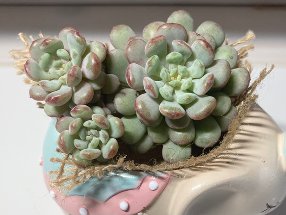 SOLD ミツ② 厳選韓国苗 名前付き 多肉植物 〜Green〜多肉畑