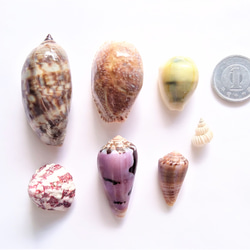 相模湾産✨貝殻色々２０点 3枚目の画像