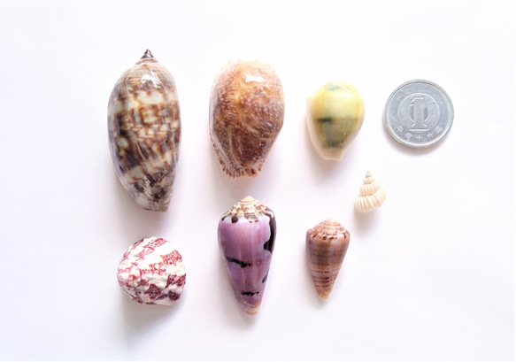 相模湾産✨貝殻色々２０点 3枚目の画像