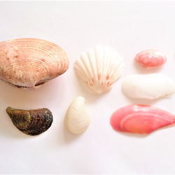 相模湾産✨貝殻色々２０点 2枚目の画像