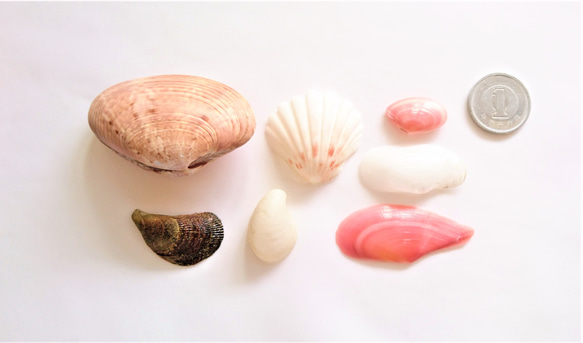 相模湾産✨貝殻色々２０点 2枚目の画像