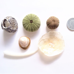 相模湾産✨貝殻色々２０点 4枚目の画像
