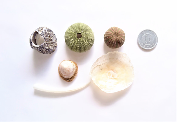 相模湾産✨貝殻色々２０点 4枚目の画像