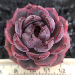 レア 多肉植物 毒リンゴxブルーベリー大福 5cm 1苗3500円 多肉植物 愛