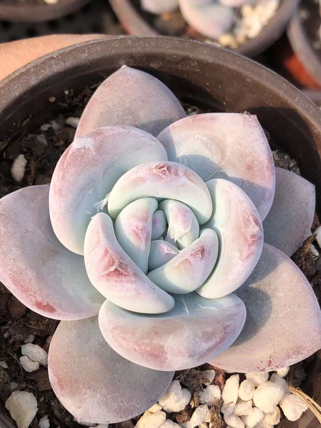 多肉植物カット苗　c