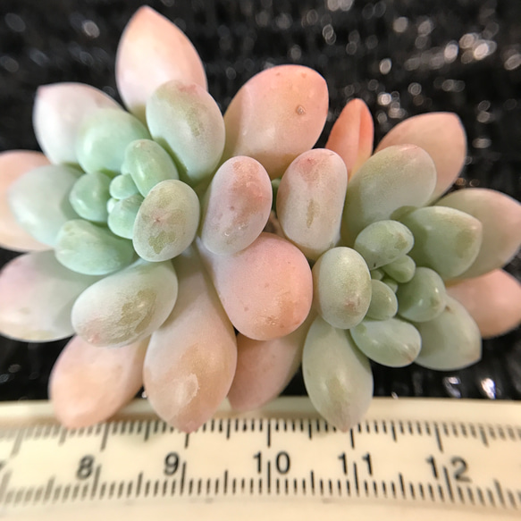 多肉植物 ぷくぷく系 キャビア 群生苗 抜き苗 1苗 1200円 多肉植物 愛