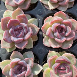 多肉植物 エケベリア 紫芋 3cm カット苗 1苗888円 多肉植物 愛