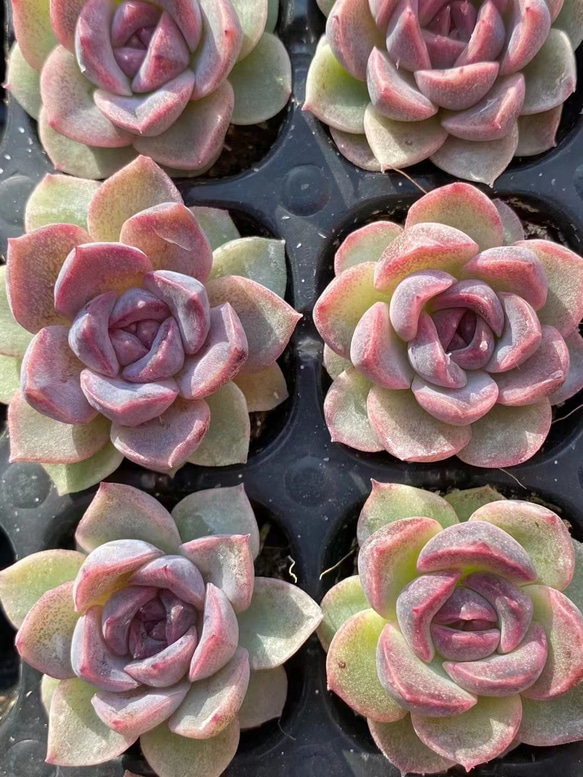 多肉植物　エケベリア　Segovia セゴビアドロップ　コブ　赤紫極上苗 多肉植物 エケベリア Segovia セゴビアドロップ コブ 赤紫極上苗