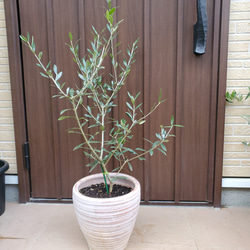 大きめ♡オリーブの木　エルグレコ　テラコッタ鉢植え　シンボルツリーに♪ 1枚目の画像