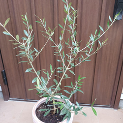 大きめ♡オリーブの木　エルグレコ　テラコッタ鉢植え　シンボルツリーに♪ 2枚目の画像
