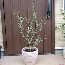 大きめ♡オリーブの木　エルグレコ　テラコッタ鉢植え　シンボルツリーに♪ 5枚目の画像