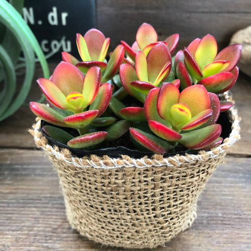 姫黄金花月♡紅葉♡金のなる木♡多肉植物 アートフラワー パリジェンヌ