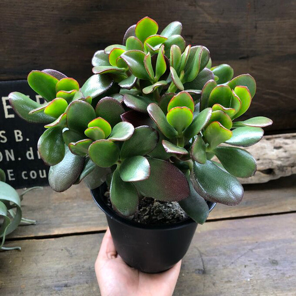 金のなる木♡花月♡多肉植物♡4号♡観葉植物♡成金草 4枚目の画像