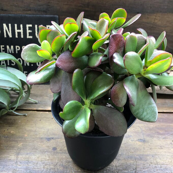 超格安価格 金のなる木♡花月♡多肉植物♡4号♡観葉植物♡成金草 アート その他多肉植物