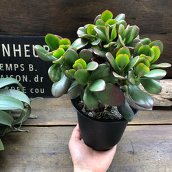 金のなる木♡花月♡多肉植物♡4号♡観葉植物♡成金草 2枚目の画像