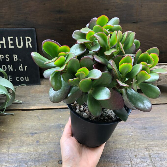 金のなる木♡花月♡多肉植物♡4号♡観葉植物♡成金草 6枚目の画像