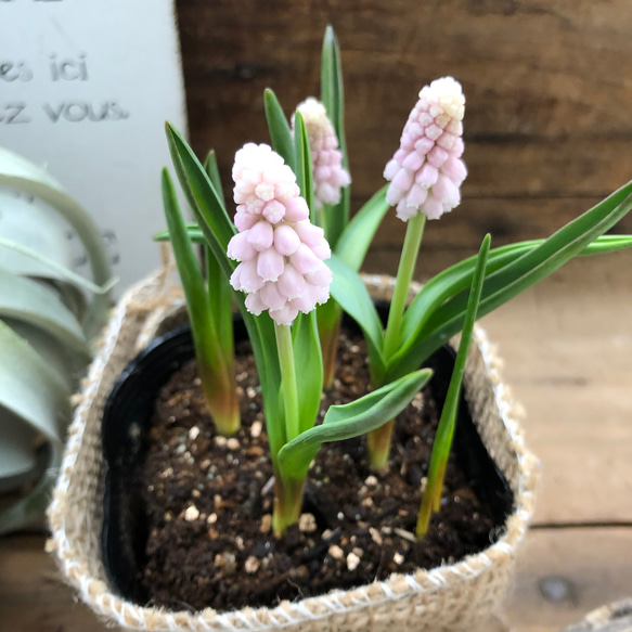 ピンクサンライズ♡希少♡ピンクのムスカリ♡毎年大きく♡観葉植物♡ガーデニング♡地植え♡ 2枚目の画像