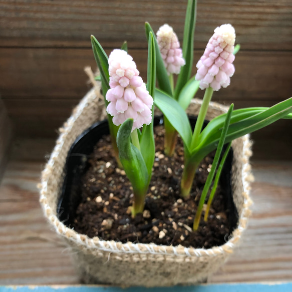 ピンクサンライズ♡希少♡ピンクのムスカリ♡毎年大きく♡観葉植物♡ガーデニング♡地植え♡ 12枚目の画像