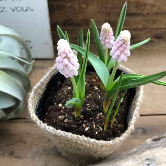 ピンクサンライズ♡希少♡ピンクのムスカリ♡毎年大きく♡観葉植物♡ガーデニング♡地植え♡ 5枚目の画像