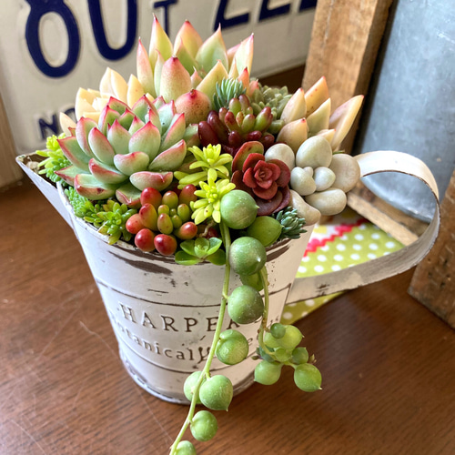 多肉植物寄せ植え 多肉 ガーデンブリキピッチャー型 多肉植物