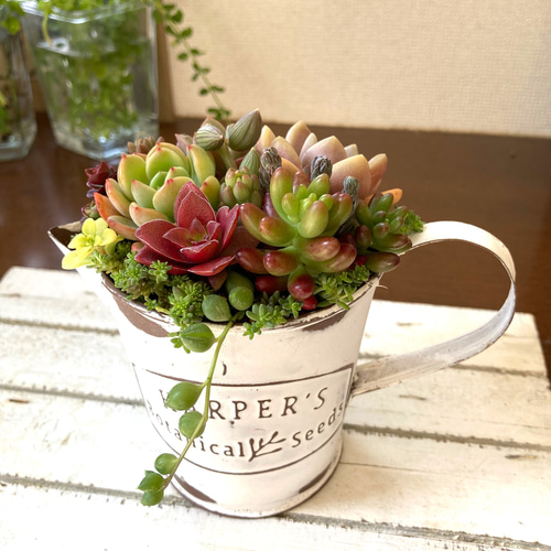 ★多肉植物　寄せ植え〜ブリキピック寄せ〜そのまま飾れます(*≧∀≦*)★ そのまま飾れる】多肉植物 寄せ植え ..＊ 6 ＊.. 多肉植物 Dia Lily