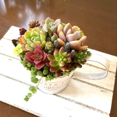 多肉植物寄せ植え 多肉 ガーデンブリキピッチャー型 多肉植物