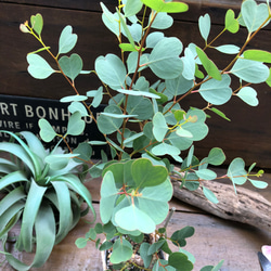 オービフォリア♡ハート型♡ユーカリ♡観葉植物♡ガーデニング 4枚目の画像