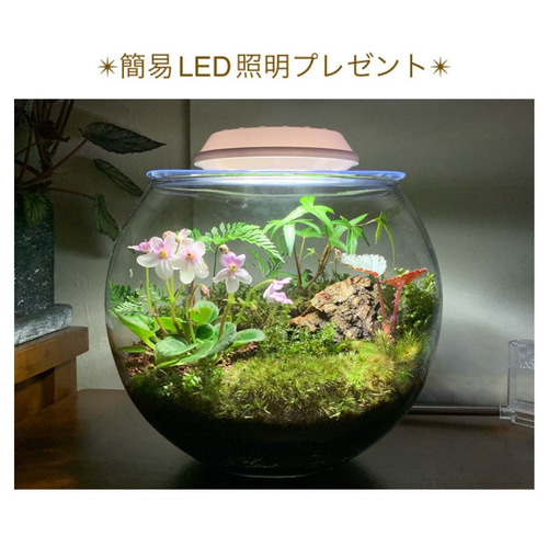 183 苔アート 苔テラリウム テラリウム セントポーリア 【1点限定