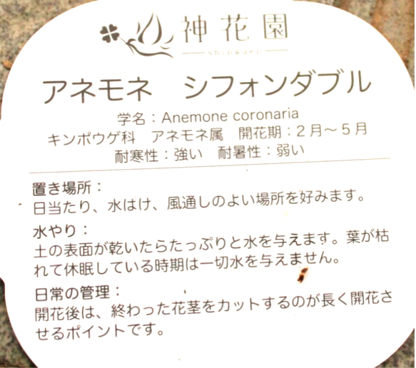 1pot）アネモネ シフォンダブル　八重咲き　3.5号ポット◇複色　ピンク　ブルー　 5枚目の画像