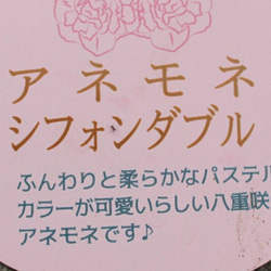 1pot）アネモネ シフォンダブル　八重咲き　3.5号ポット◇複色　ピンク　ブルー　 4枚目の画像