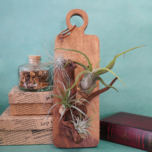 現品限り】チランジアの木！板付けアレンジ◇ハンギング ギフト エアー