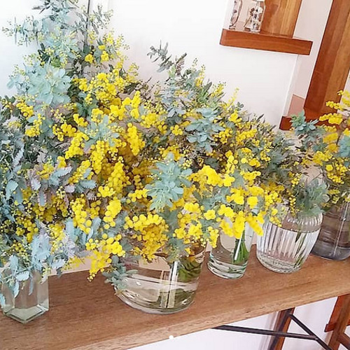 予約販売/生花/切り花/ドライフラワー用/ミモザ/アカシア 予約販売/生花/切り花/ドライフラワー用/ミモザ/アカシア