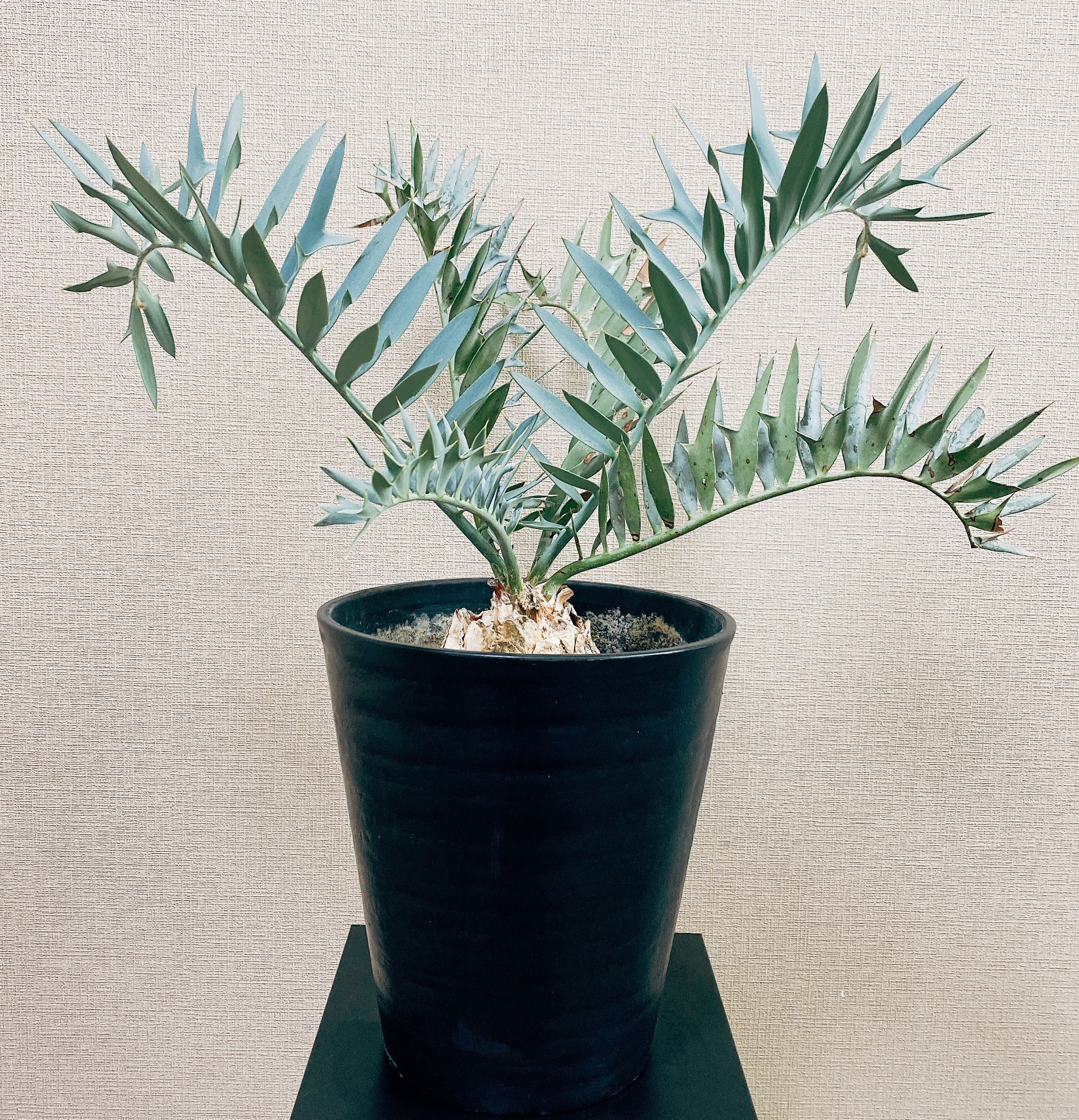 ［現品］【希少】エンセファラルトスホリダス 観葉植物 ソテツ 蘇轍