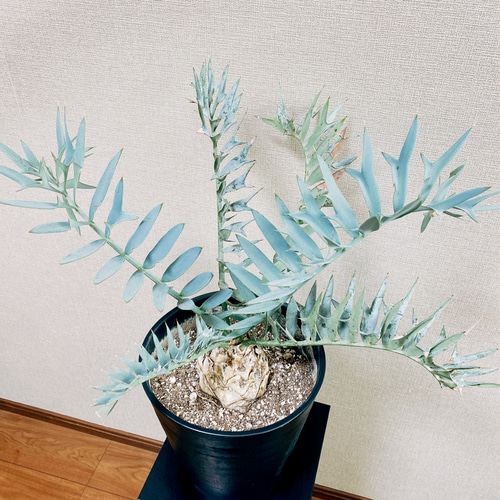 美しくたくましい植物「ソテツ（蘇轍）」《我が人生と共に生きた植物》 | GardenStory (ガーデンストーリー)