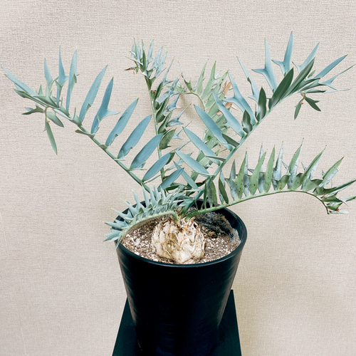 現品］【希少】エンセファラルトスホリダス 観葉植物 ソテツ 蘇轍