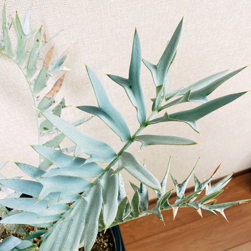 ソテツ – TaiShoDo ONLINE SHOP