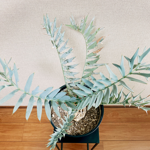 現品］【希少】エンセファラルトスホリダス 観葉植物 ソテツ 蘇轍