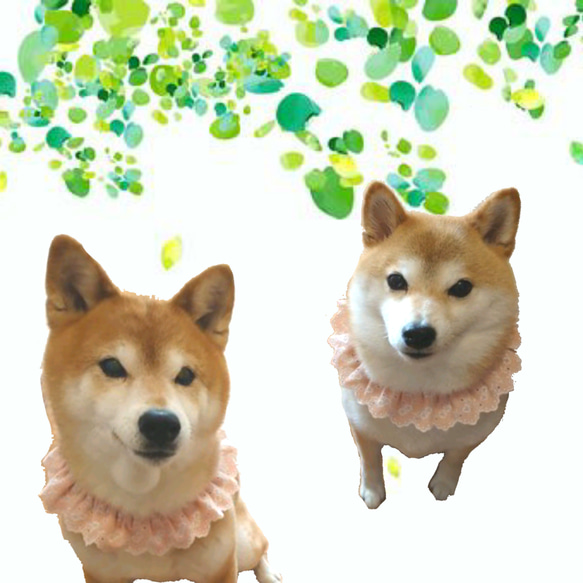 受注製作ガーリー☆*スカラップ刺繍レースが可愛いワンコシュシュスタイ＊ピンク/付け襟/小型犬中型犬猫 1枚目の画像