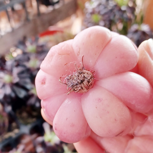 多肉植物 レッドモラン 韓国苗 美苗 多肉植物 taniku－maruko