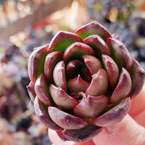 ＆ color succulent🍀群馬の多肉生産者 | 今日の多肉【レッド