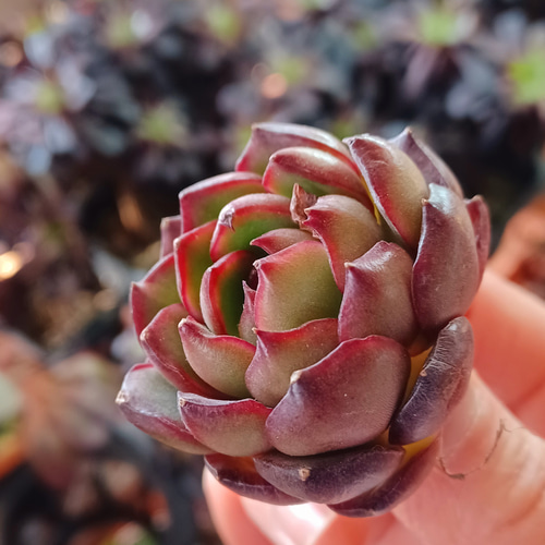 多肉植物 レッドモラン 韓国苗 美苗 多肉植物 taniku-maruko 多肉植物 レッドモラン 韓国苗 美苗 多肉植物 taniku-maruko