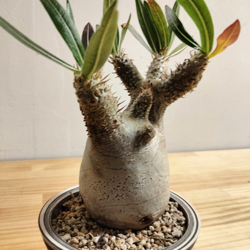 パキポディウム　イノピナツムWヘッド 現地球　発根株　（SRL陶器鉢付き） 最終値下げ。パキポディウム イノピナツム 陶器作家さんの鉢と