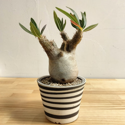 パキポディウム　イノピナツムWヘッド 現地球　発根株　（SRL陶器鉢付き） 最終値下げ。パキポディウム イノピナツム 陶器作家さんの鉢と