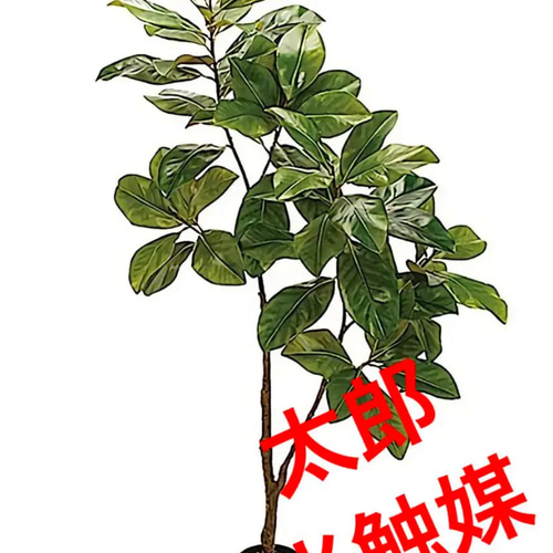 光触媒人工観葉植物ウォールグリーンフェイクグリーンマグノリアツリー15