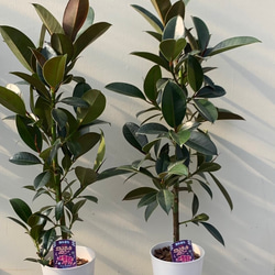 ゴムの木＊フィカスメラニー＊観葉植物＊ アートフラワー bloom town